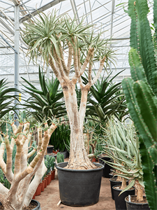 Aloe dichotoma