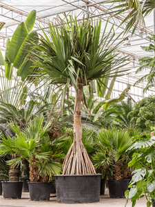 Pandanus utilis Stem branched 475/120