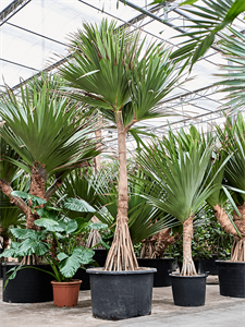 Pandanus utilis Stem branched 475/110