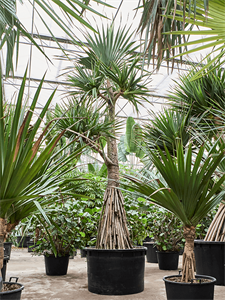 Pandanus utilis Stem branched 550/120