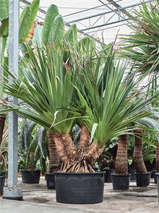 Pandanus utilis (300-400) Stem branched