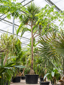 Pandanus utilis Stem branched