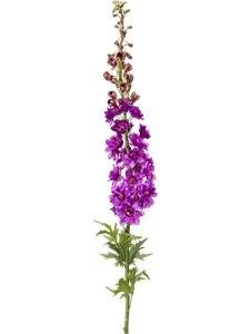 Delphinium Lilac