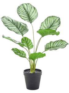 Calathea Orbifolia 45cm in pot