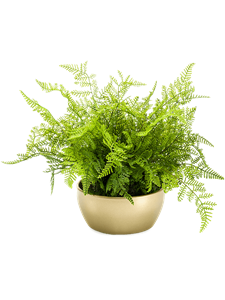 Fern Forest Green in Pearlgold Bowl
