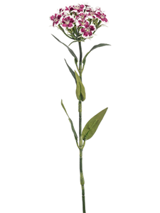 Dianthus White/purple