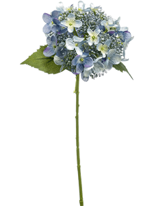 Hydrangea Blue