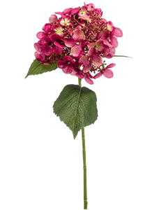 Hydrangea Fuchsia