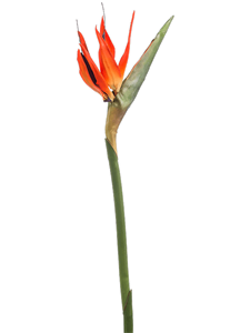 Strelitzia Orange