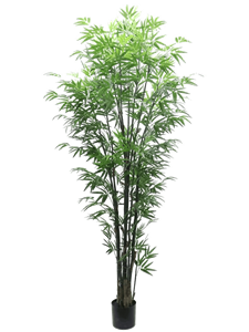 Bamboo Bush
