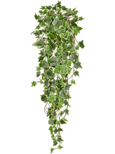 Ivy Green Variegated Bush (FR)