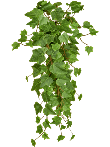 Ivy Green Bush (FR)