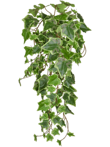 Ivy Green Variegated Bush (FR)