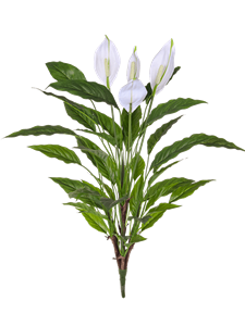 Spathiphyllum Bush (FR)