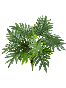 Philodendron selloum Bush (16 lvs.)
