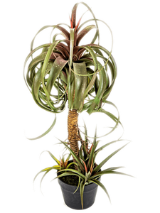 Tillandsia Streptophylla Bush Pot