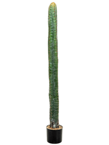 Cereus Column Cactus Tuft (140 cm)