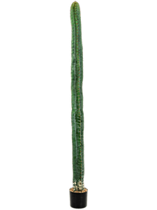 Cereus Column Cactus Tuft (180 cm)