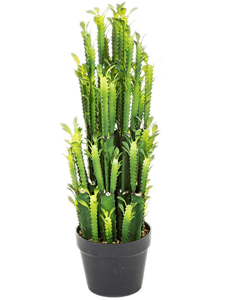 Euphorbia Trigona Cactus Toef (64 cm)