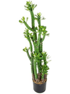 Euphorbia Roylena Cactus Toef (118 cm)