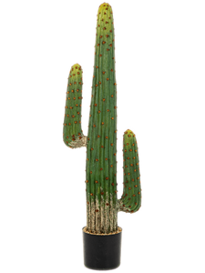 Mexican Cactus Toef (125 cm)