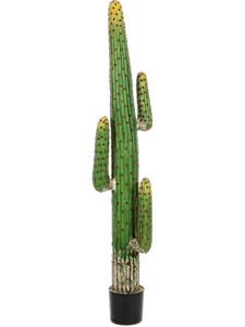 Mexican Cactus Toef (170 cm)