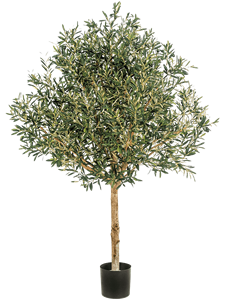 Natural olive topiary Tree
