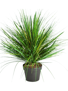 Grass Onion Tuft 50