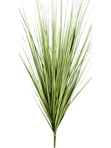 Grass Carex Bush