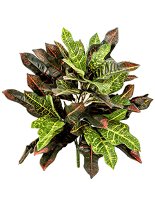 Croton Bush FR (48 lvs.)