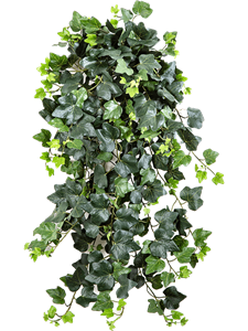 Ivy Hanging Bush (331 lvs.)