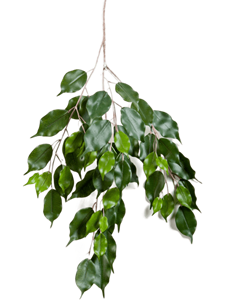 Ficus exotica Branch
