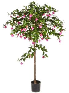 Fuchsia Umberella Tree (140 cm)