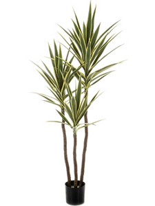 Yucca Variegated Tree De Luxe (160 cm)