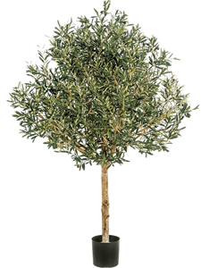 Natural Olive Topiary With Fruits Tree Natural Trunk (210 cm)