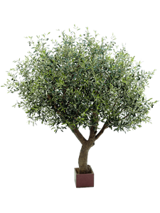 Olive tree Branched