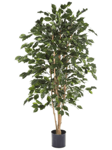 Ficus Exotica Tree FR (120 cm)