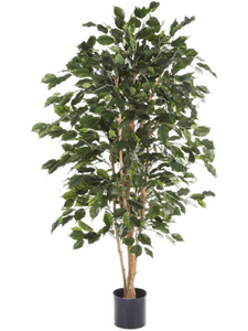 Ficus Exotica Tree FR (180 cm)