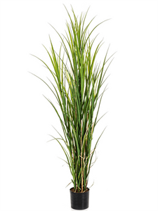 Reed Grass (165 cm)