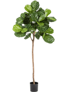 Ficus Lyrata Single Trunk (170 cm)