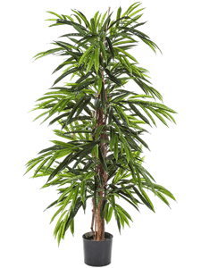 Longifolia Deluxe Tree (180 cm)