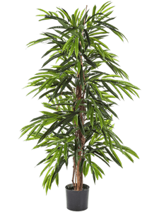 Longifolia Deluxe Tree (210 cm)