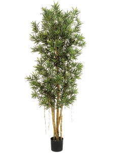 Podocarpus reflexa Tree (180 cm)