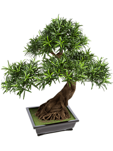 Podocarpus Bonsai