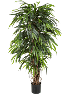 Longifolia Liana Deluxe (150 cm)