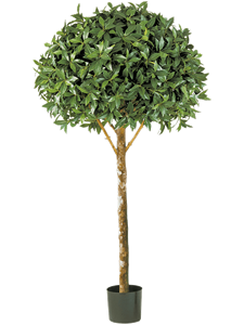 Laurel Maxima Ball Tree (170 cm)