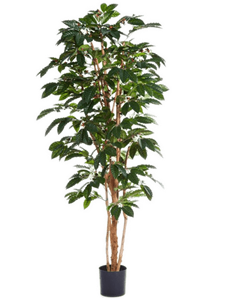 Flowering Coffee Tree (210 cm)