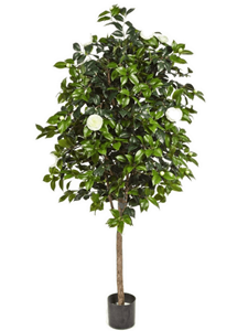 Camelia Vine Tree (170 cm)