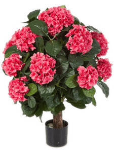 Hydrangea De Luxe Ball Pot Rose