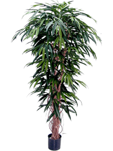 Longifolia Branched